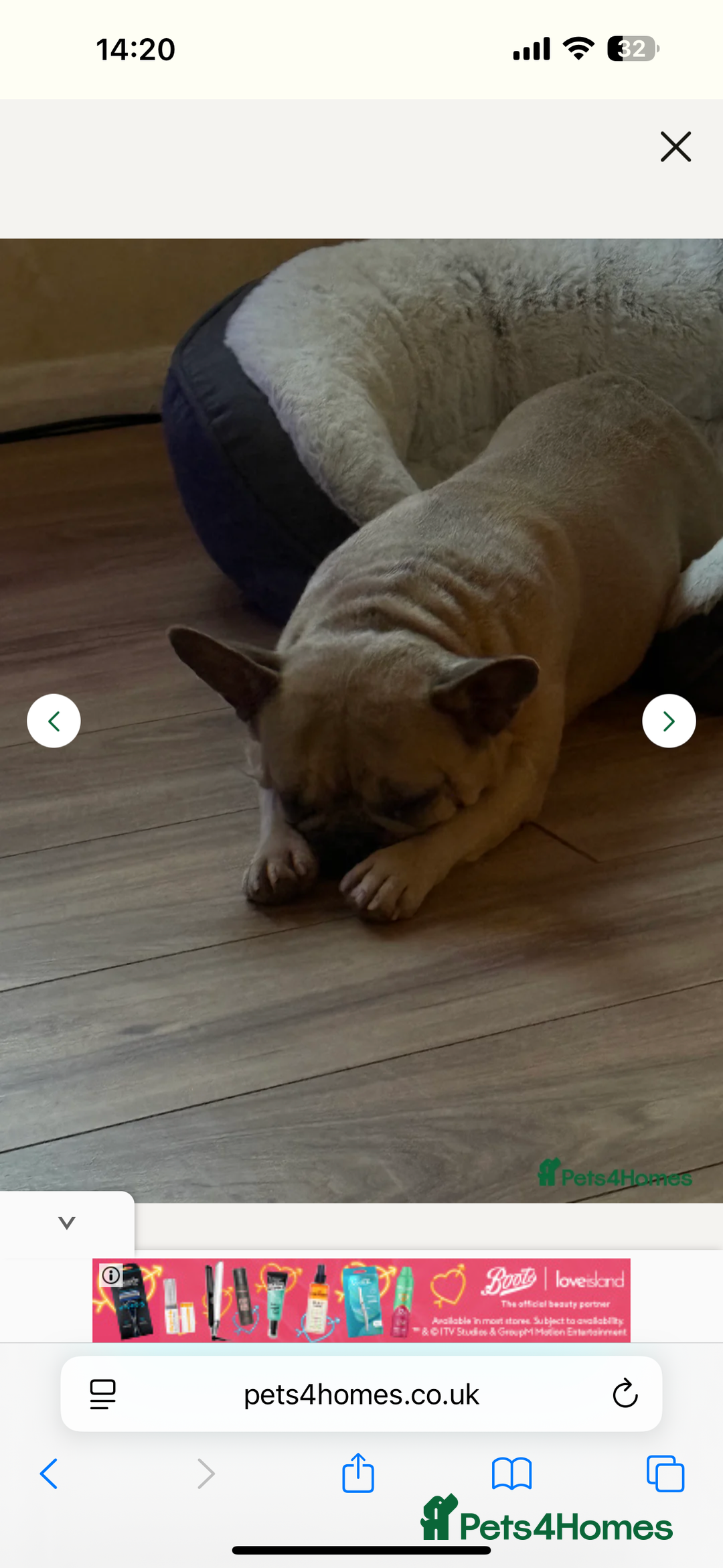 French Bulldog dogs for sale: French bulldog - Image 2