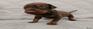 Dark green collar male