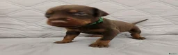 Dobermann dogs for sale: European doberman puppies for sale. in Swindon - Advert 7