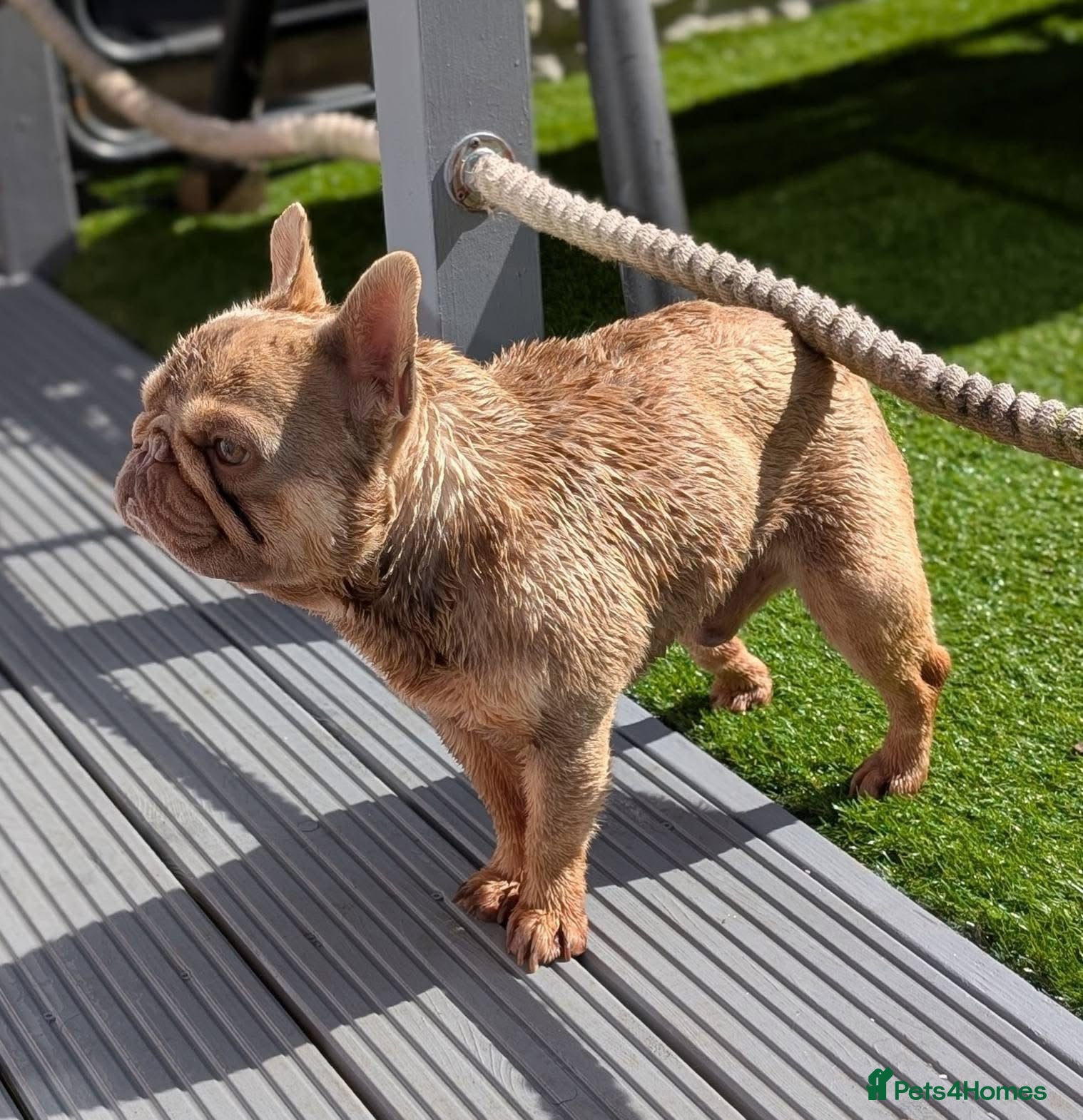 French Bulldog dogs for sale: Adult french bulldogs - Advert 7
