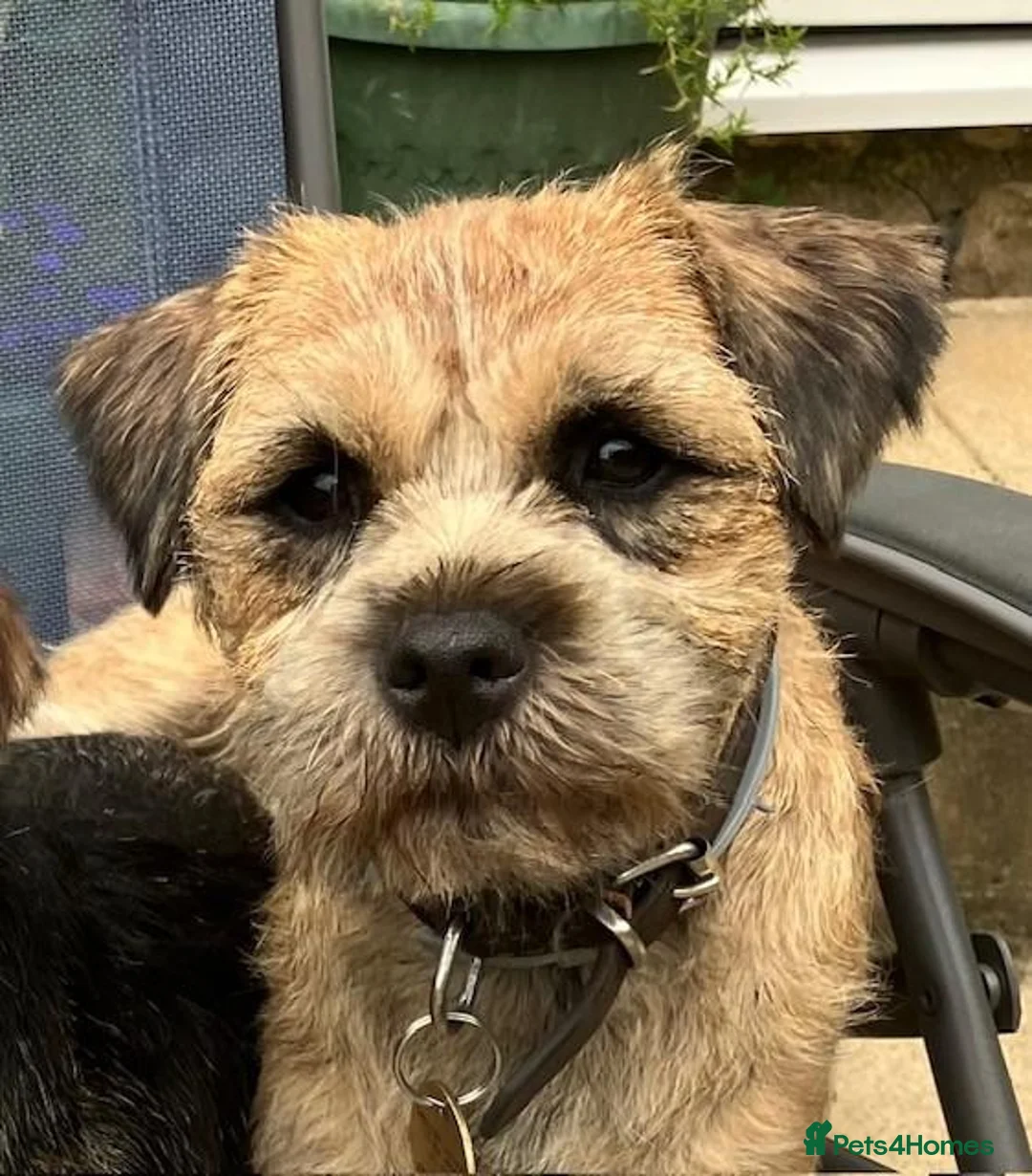 Border Terrier dogs for sale: BORDER TERRIER PUPPIES KC REG - Advert 1