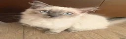 Ragdoll cats for sale: Beautiful ragdoll babies! 😻😻😻 - Advert 14