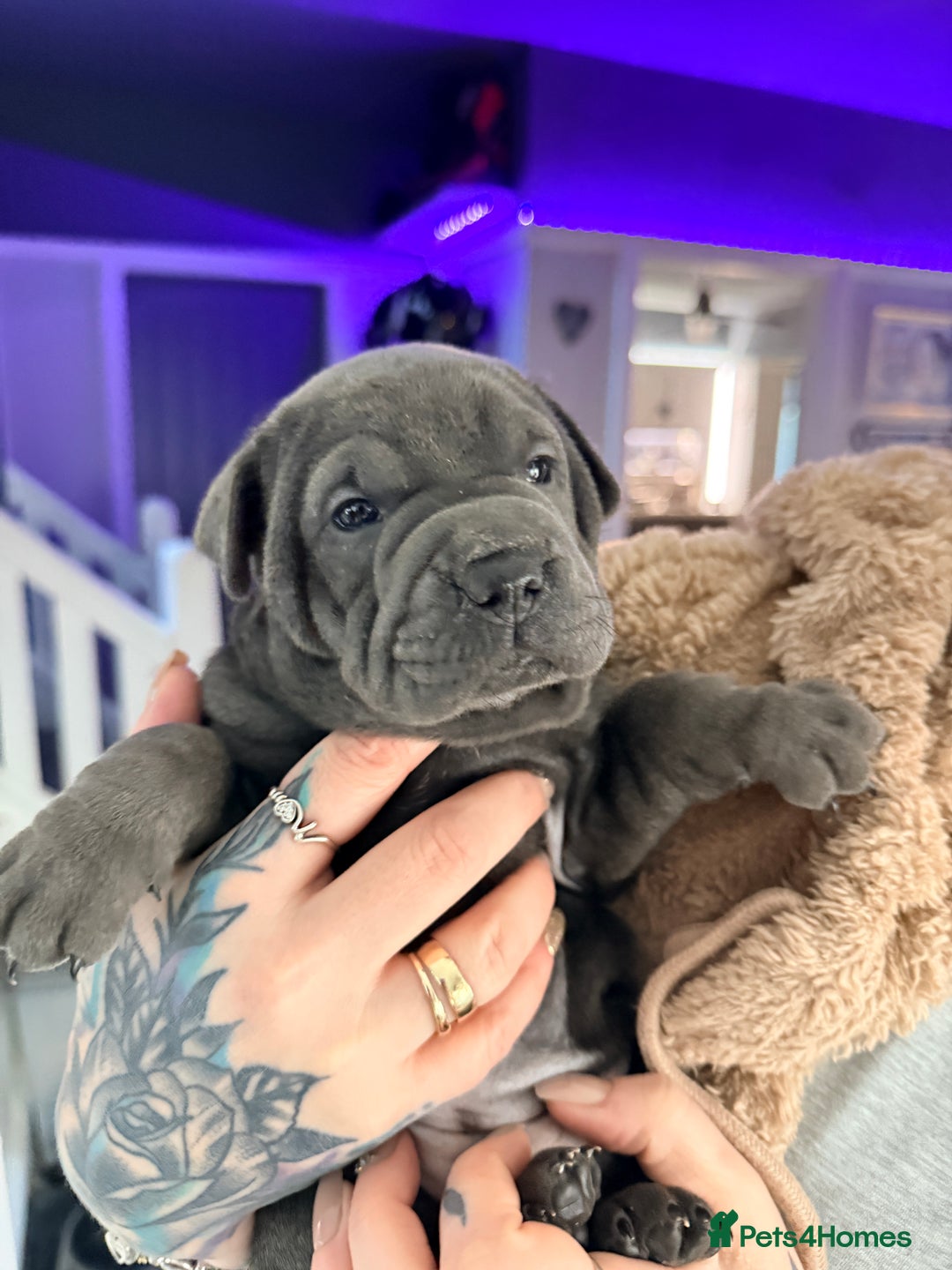 Mixed Breed dogs for sale: Shar Pei cross puppies  - Advert 12