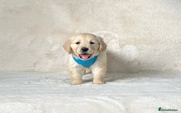 Golden Retriever dogs for sale: Stunning golden retriever puppies for sale  - Image 19