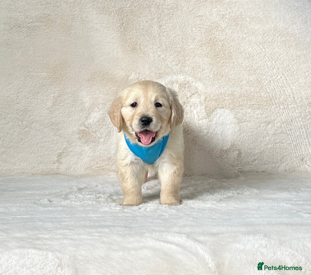 Golden Retriever dogs for sale: Stunning golden retriever puppies for sale  - Image 19