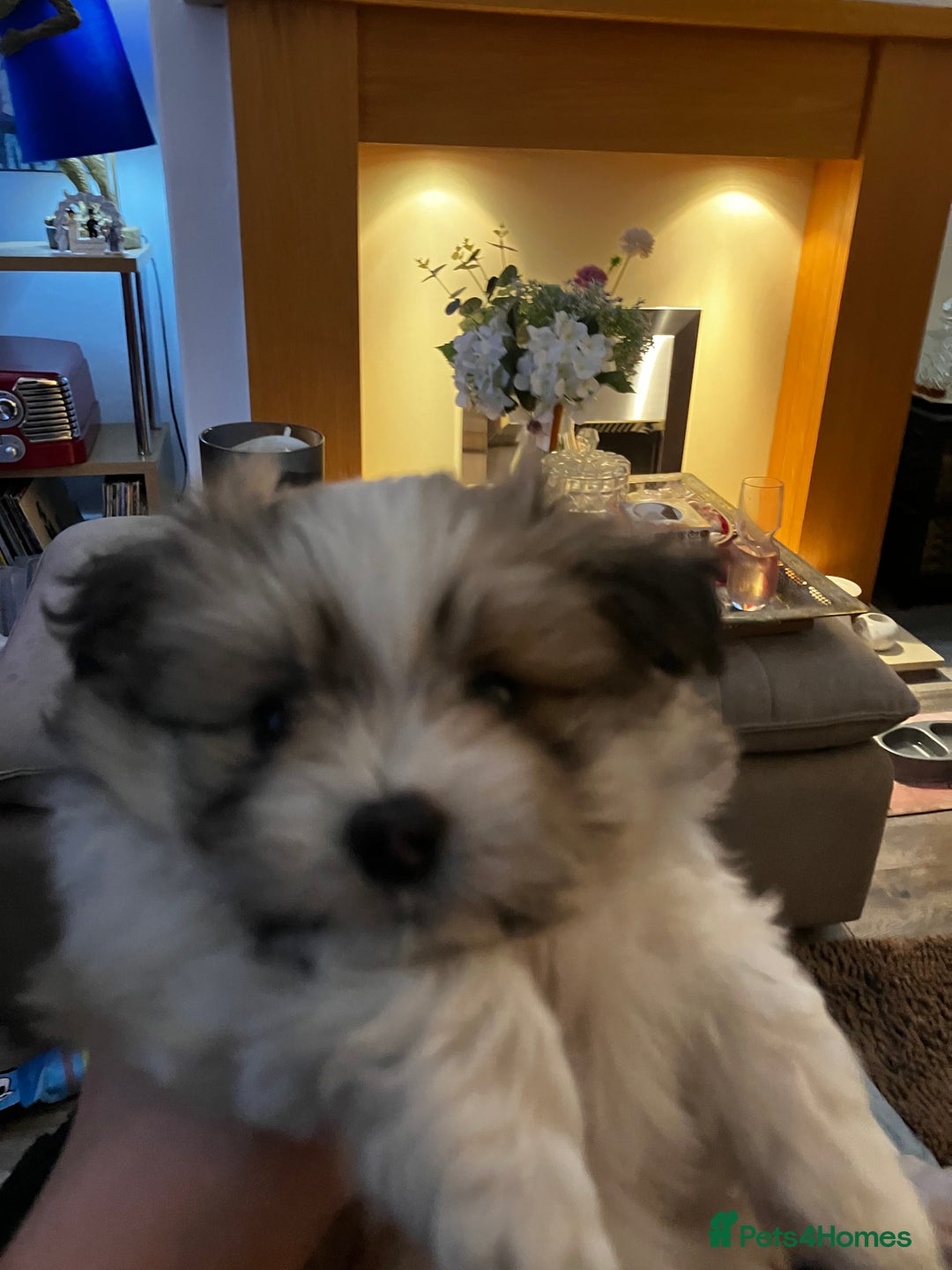 Mixed Breed dogs for sale: Malti-Pom Puppies - £1200 - Advert 8