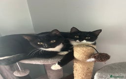 Mixed Breed cats for sale: Pixie and Trixie  - Image 3
