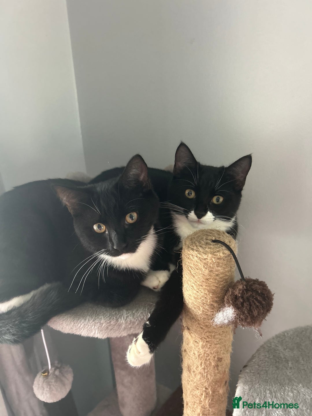 Mixed Breed cats for sale: Pixie and Trixie  - Image 3
