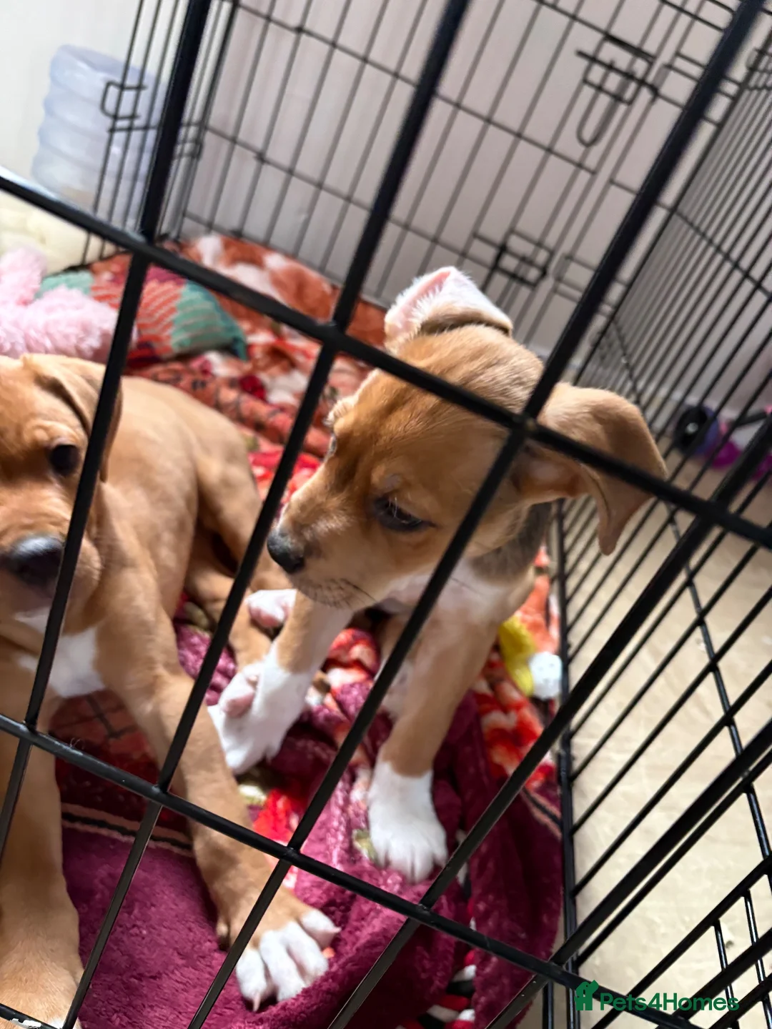Mixed Breed dogs for sale: 2 girl pups  in Nuneaton - Advert 2