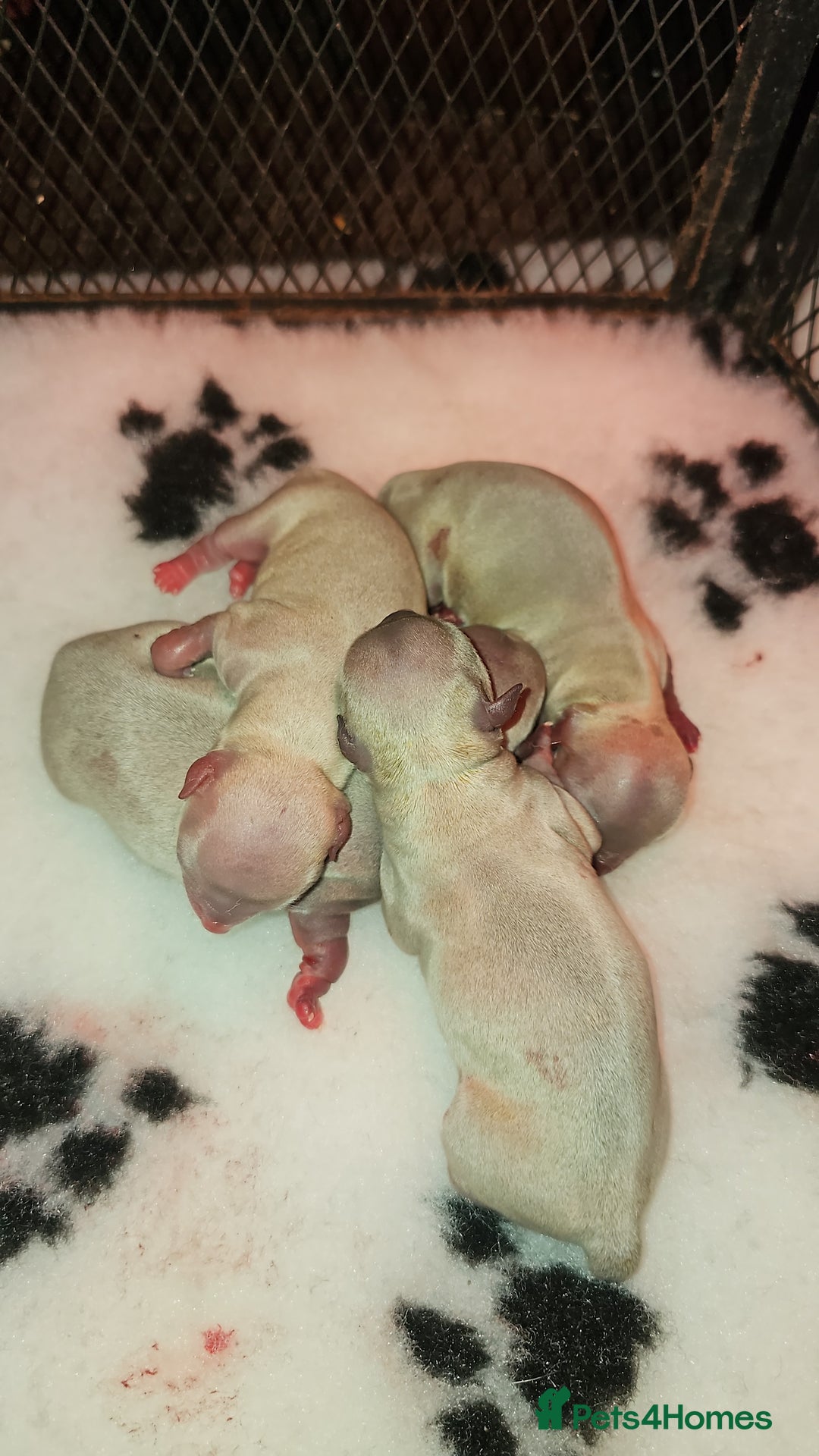 Chihuahua dogs for stud: Kc reg Lilac short coat for stud  in Bedford - Advert 15