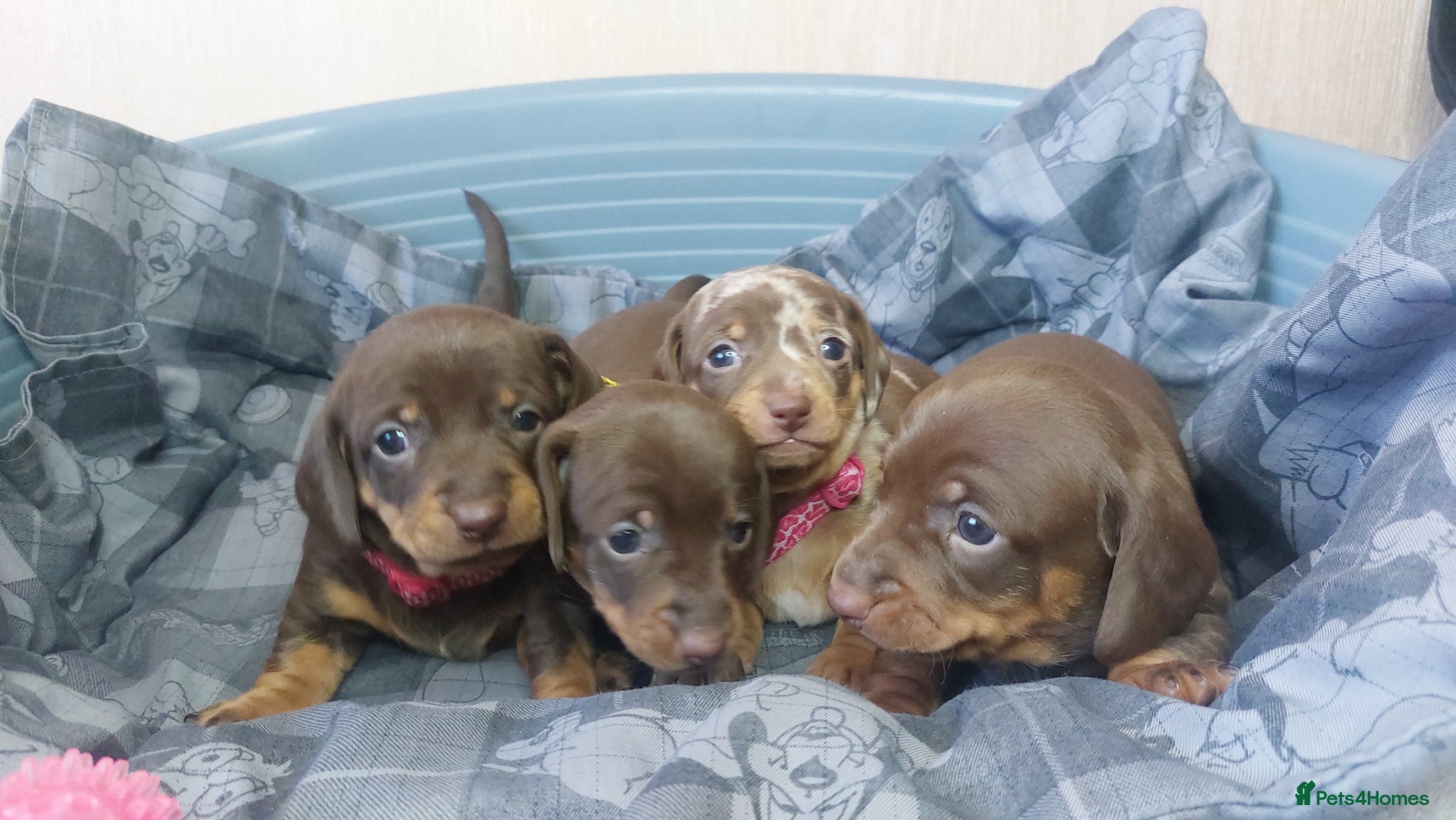Miniature Dachshund dogs 4 Miniature Dachshund Puppies - Advert 1