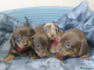 Miniature Dachshund dogs 4 Miniature Dachshund Puppies - Advert 1