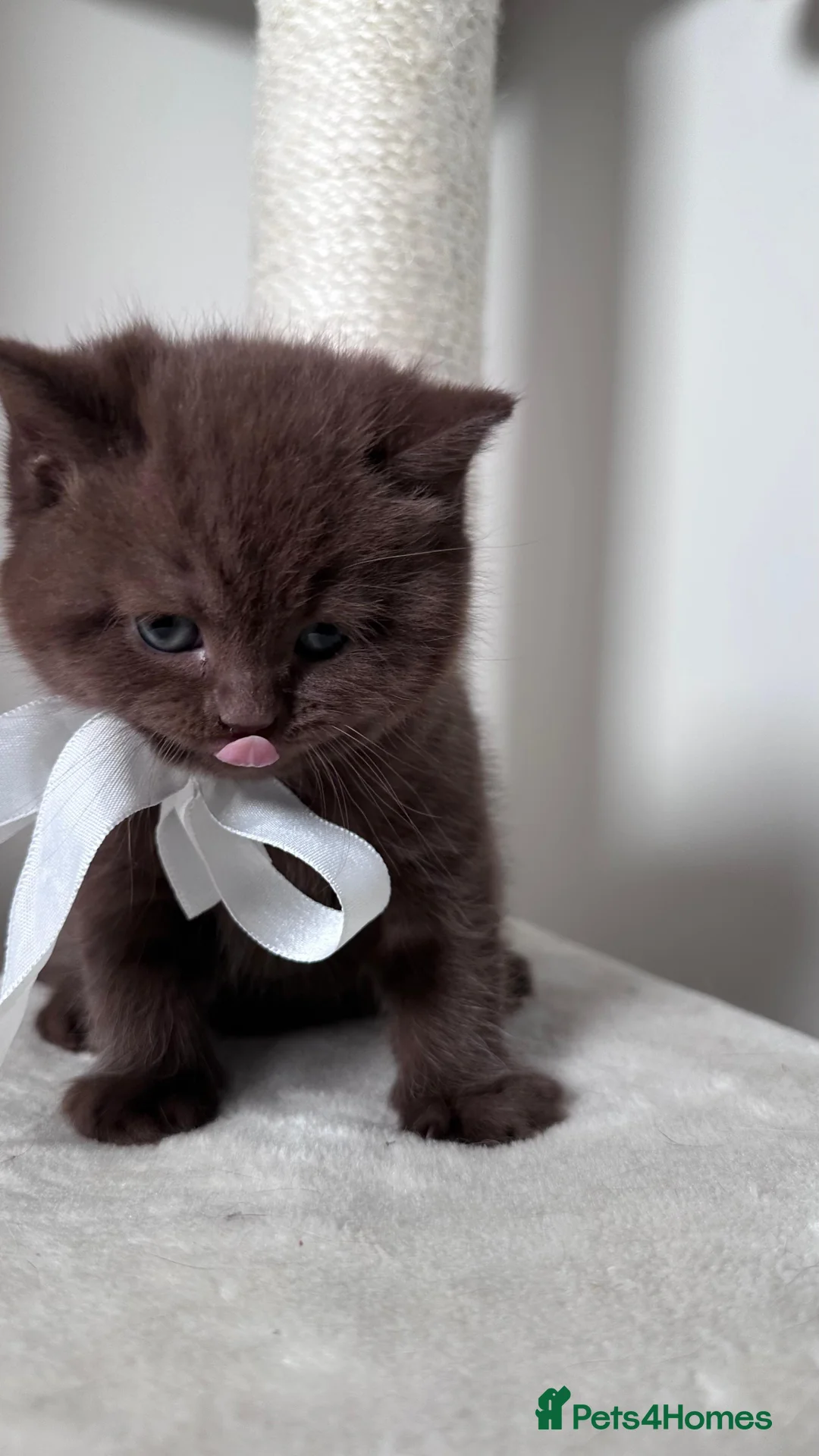 British Shorthair cats for sale: Adorable British Shorthair Kittens for Sale in Lincoln - Advert 10