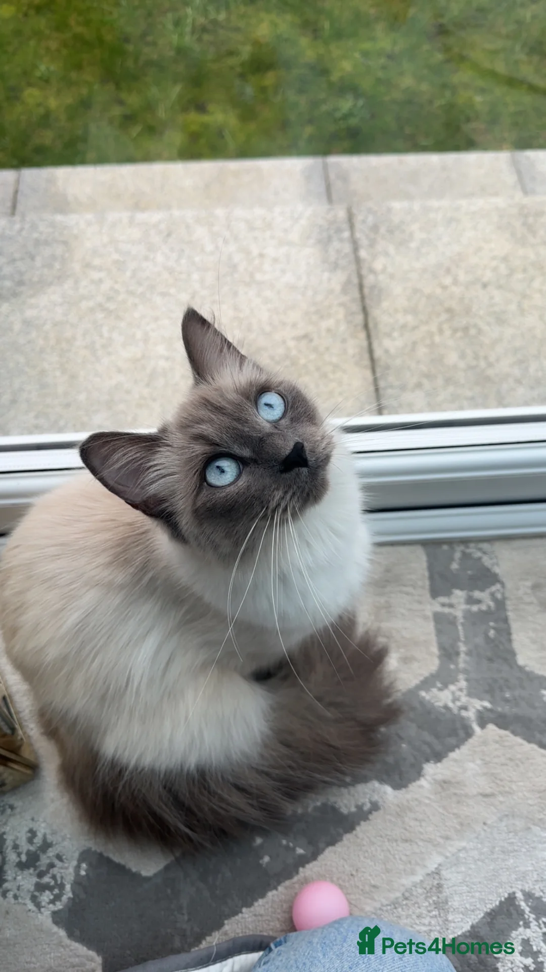 Siamese cats for sale: Beautiful siamese mixed breed kittens - Advert 2