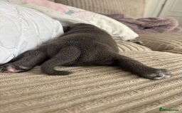 Staffordshire Bull Terrier dogs for sale: Blue boy staffy baby - Image 7