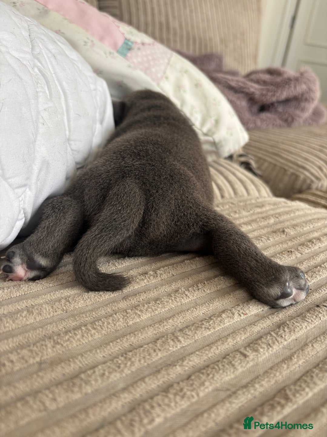 Staffordshire Bull Terrier dogs for sale: Blue boy staffy baby - Image 7