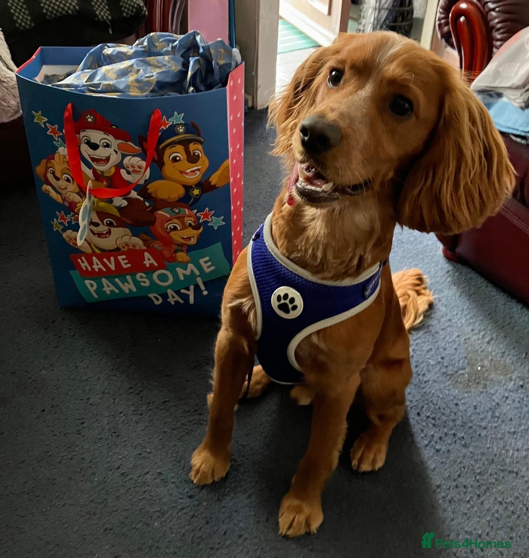 Cocker Spaniel dogs for sale: Melvin - Cocker Spaniel - 1 year old - Image 1