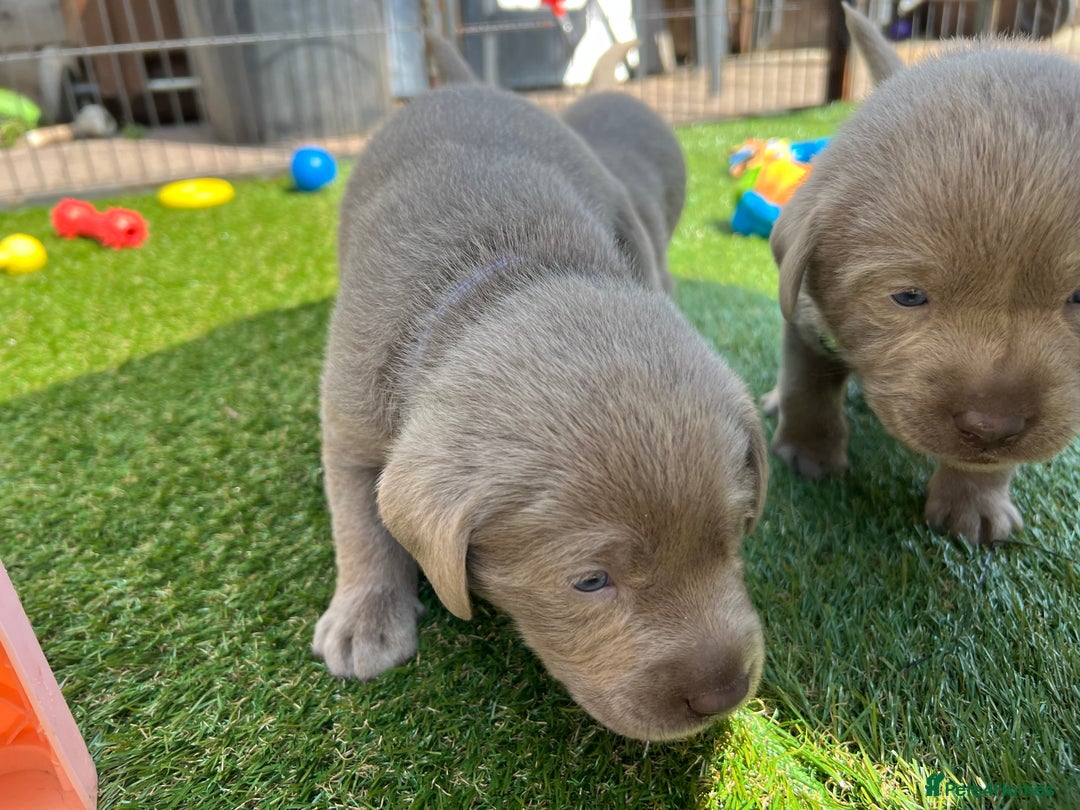 Labrador Retriever dogs for sale: Kc dna clear silver Labrador pups  - Advert 16