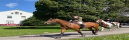 Irish Sports horses for sale: Clover 🍀  - Advert 5