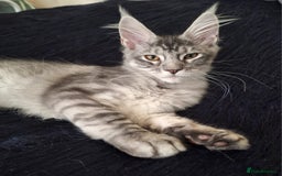 Maine Coon cats for sale: Lintons Pride Maine Coon Kittens. Ready Now - Image 3