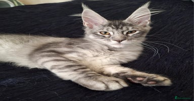 Maine Coon cats - Advert 14