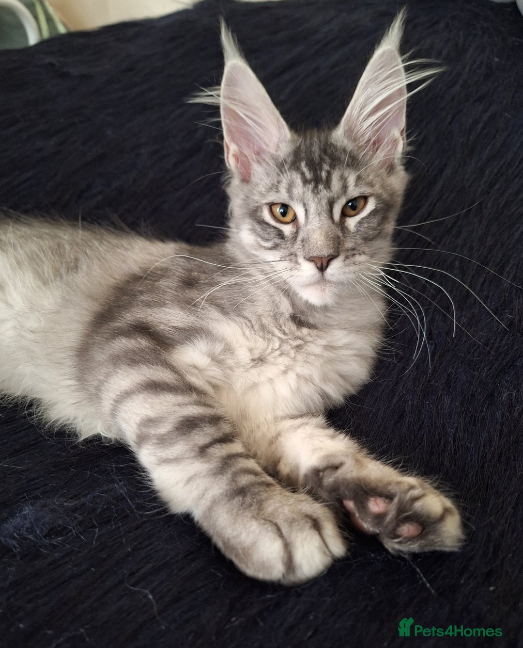 Maine Coon cats for sale: Lintons Pride Maine Coon Kittens. Ready Now - Image 3
