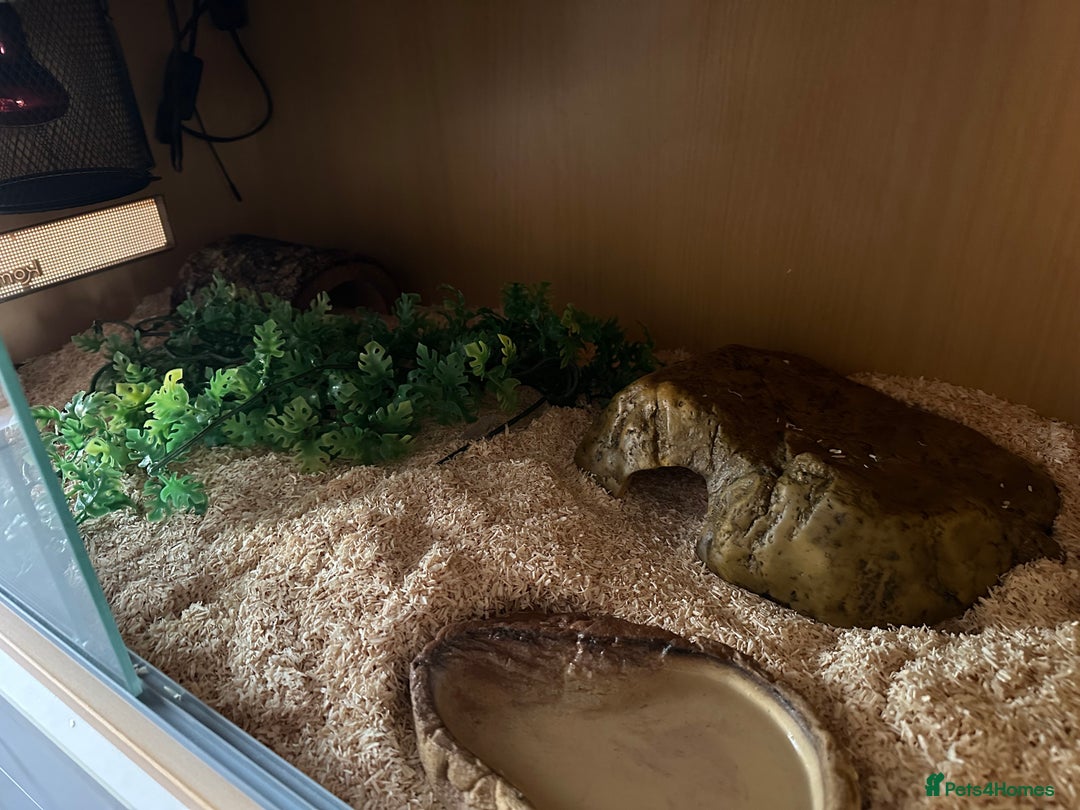 Corn Snake reptiles for sale: Corn snake with full set up - Image 3