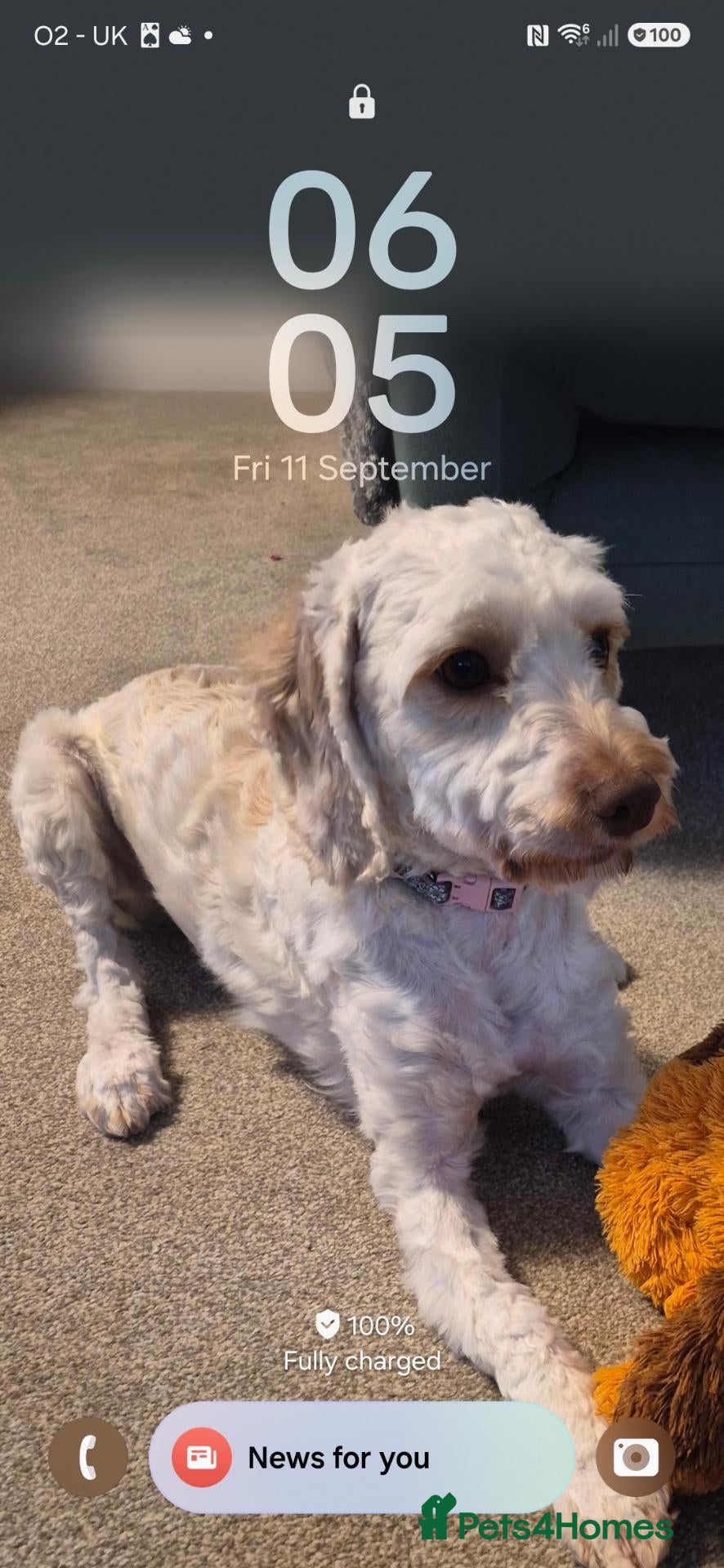 Cockapoo dogs for sale: Daisy - Advert 4