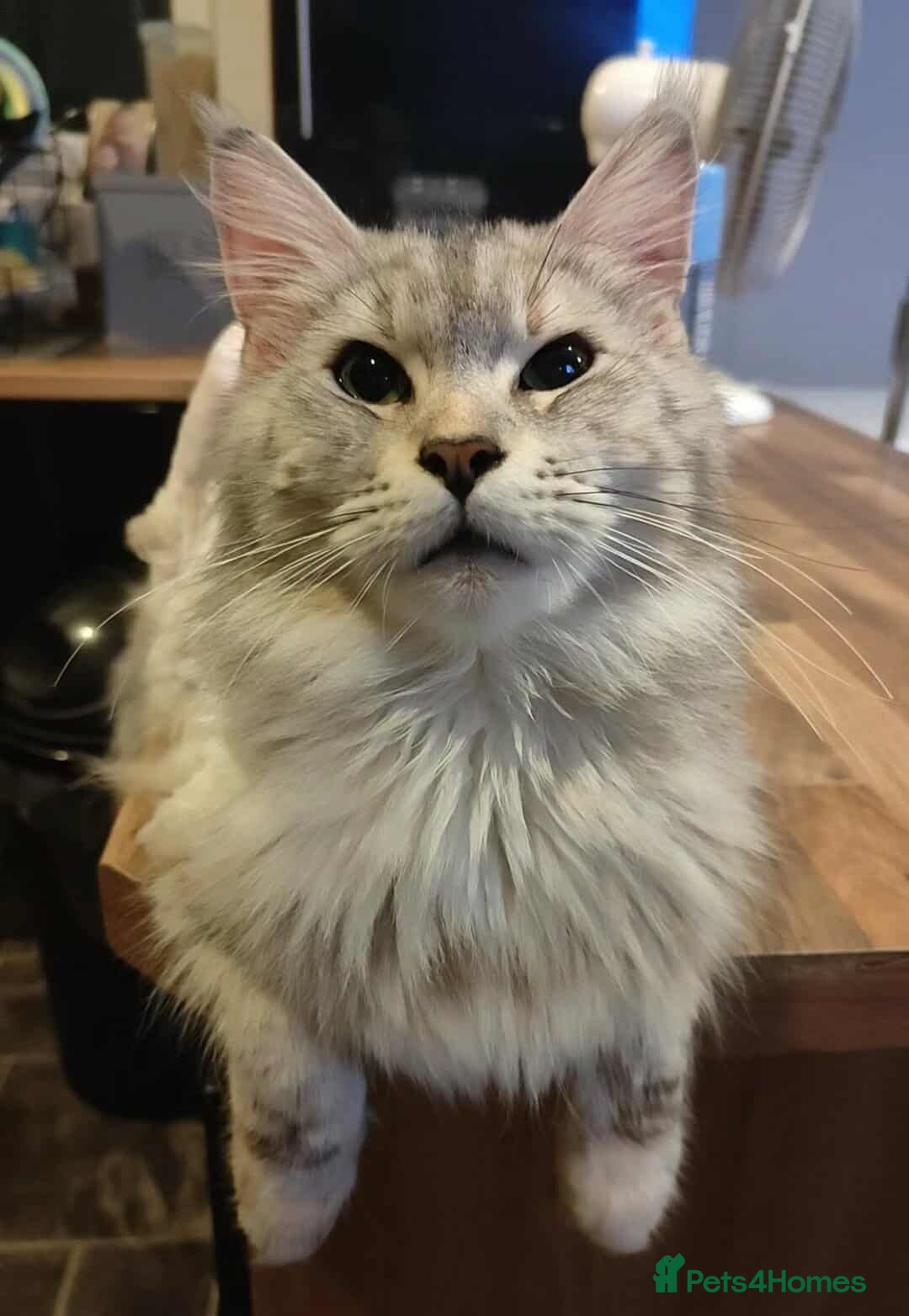 Maine Coon cats Main coon/ ragdoll - Advert 4