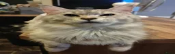 Maine Coon cats for sale: Main coon/ ragdoll - Advert 1