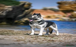 Sheepadoodle dogs for sale: East-European shephe - Image 2