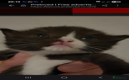 Ragdoll cats for sale: 3 beautiful girls ragdoll x domestic left! - Image 8