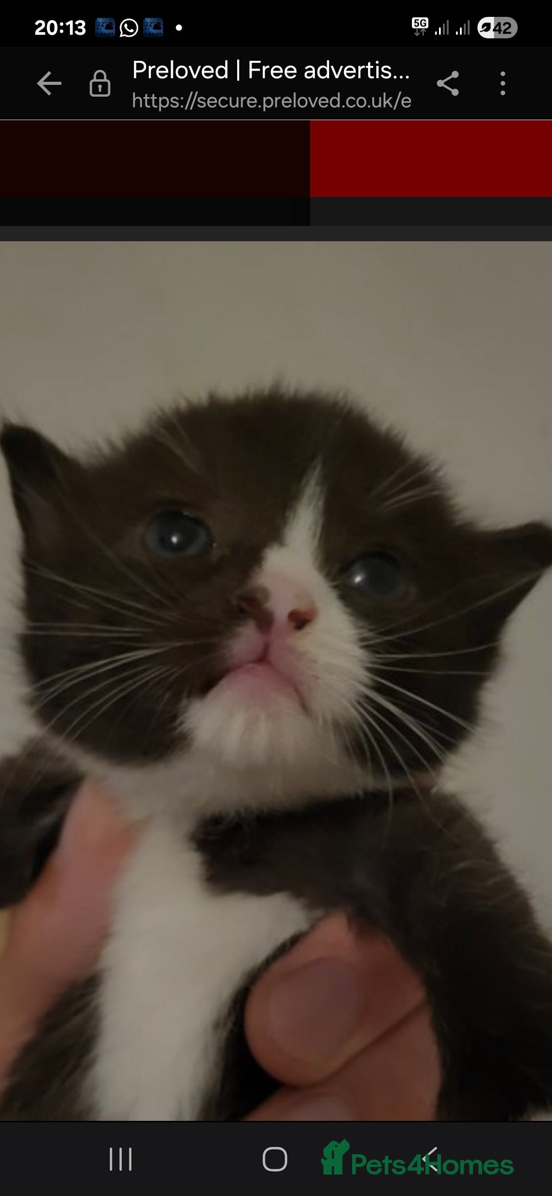 Ragdoll cats for sale: 3 beautiful girls ragdoll x domestic left! - Image 8