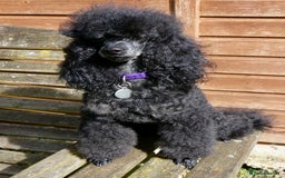 Miniature Poodle dogs for stud: KC reg fully health tested for stud BVA eye exam in Market Rasen - Image 8