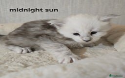 Maine Coon cats for sale: Maine Coon Kittens Black Shaded European Lines - Image 25