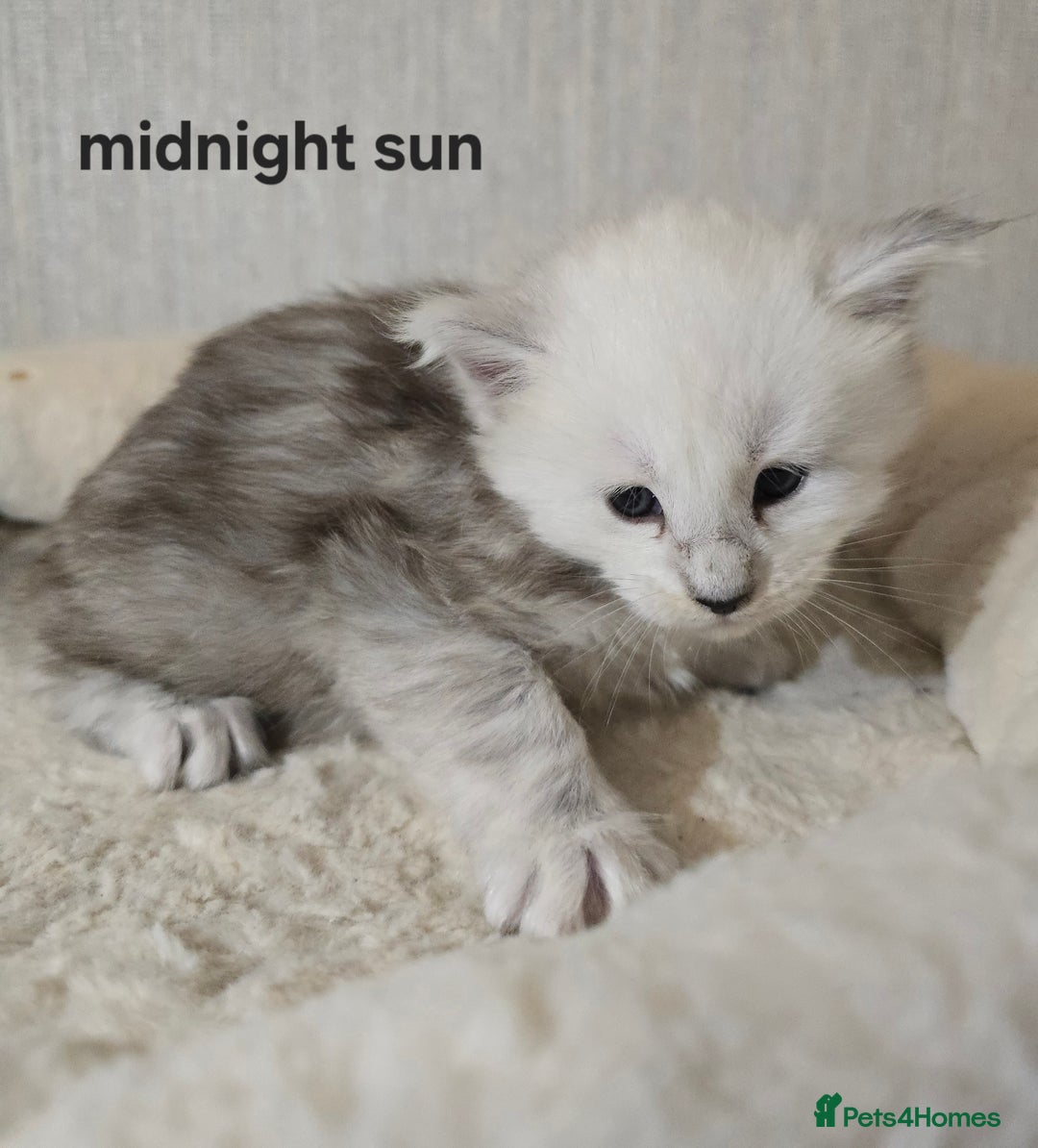 Maine Coon cats for sale: Maine Coon Kittens Black Shaded European Lines - Image 25