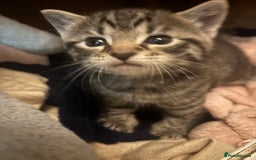 British Longhair cats for sale: Stunning kittens  - Advert 11