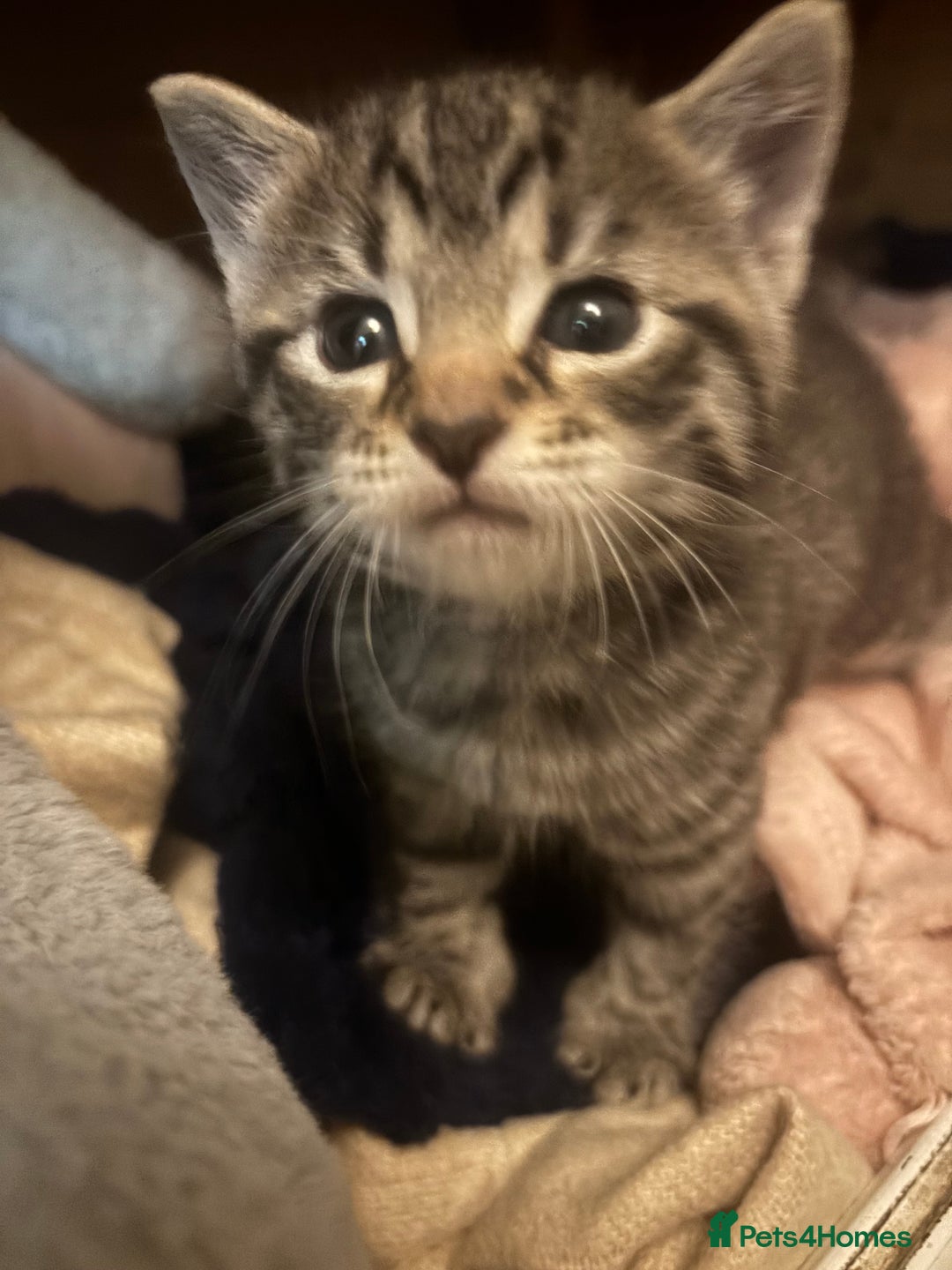 British Longhair cats for sale: Stunning kittens  - Advert 11