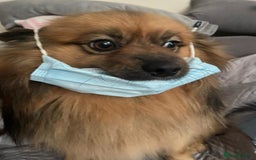 Pomeranian dogs for stud: German pomeranian for STUD - Image 2