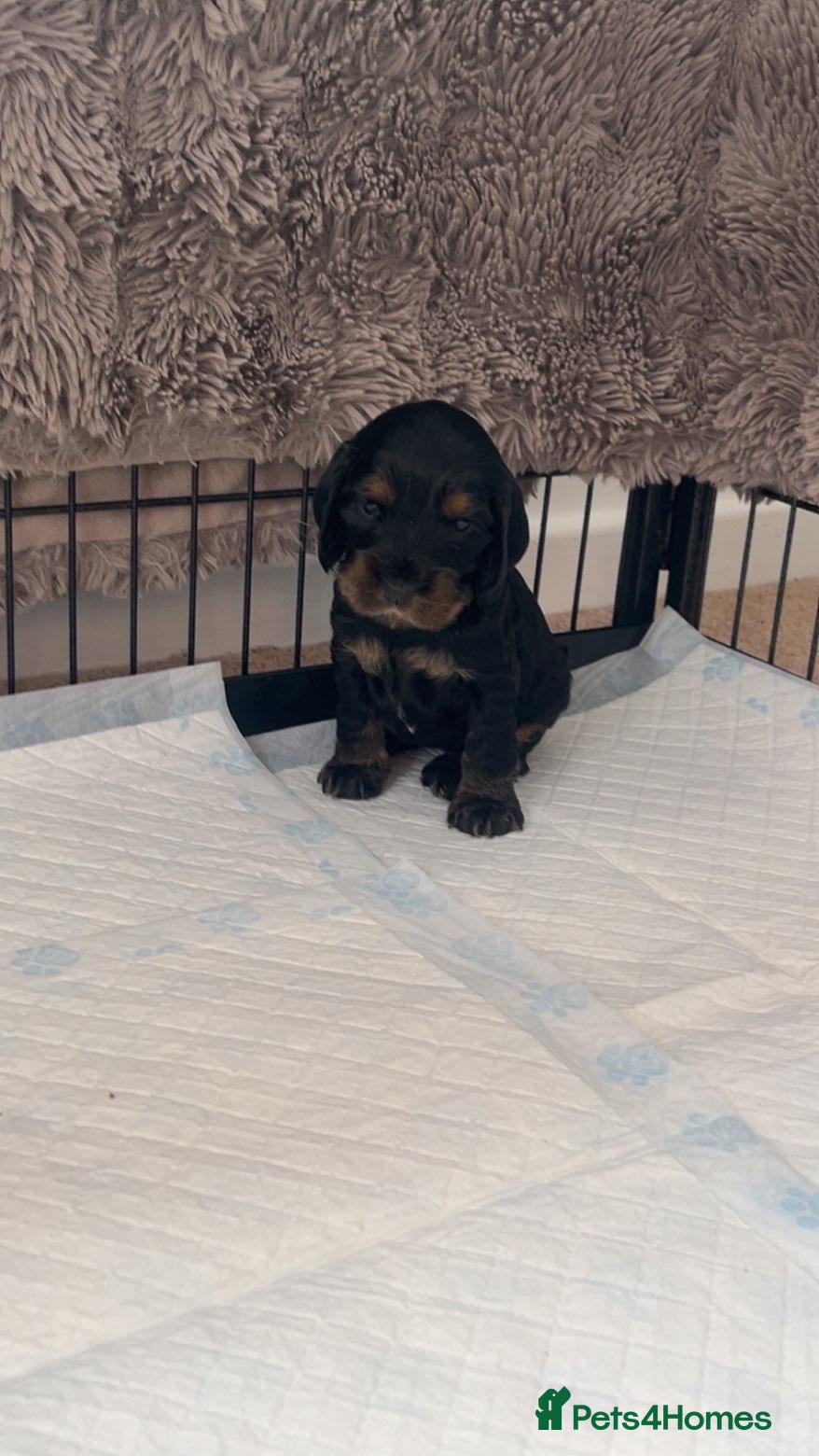 Cocker Spaniel dogs Show Type Cocker Spaniels  - Advert 2