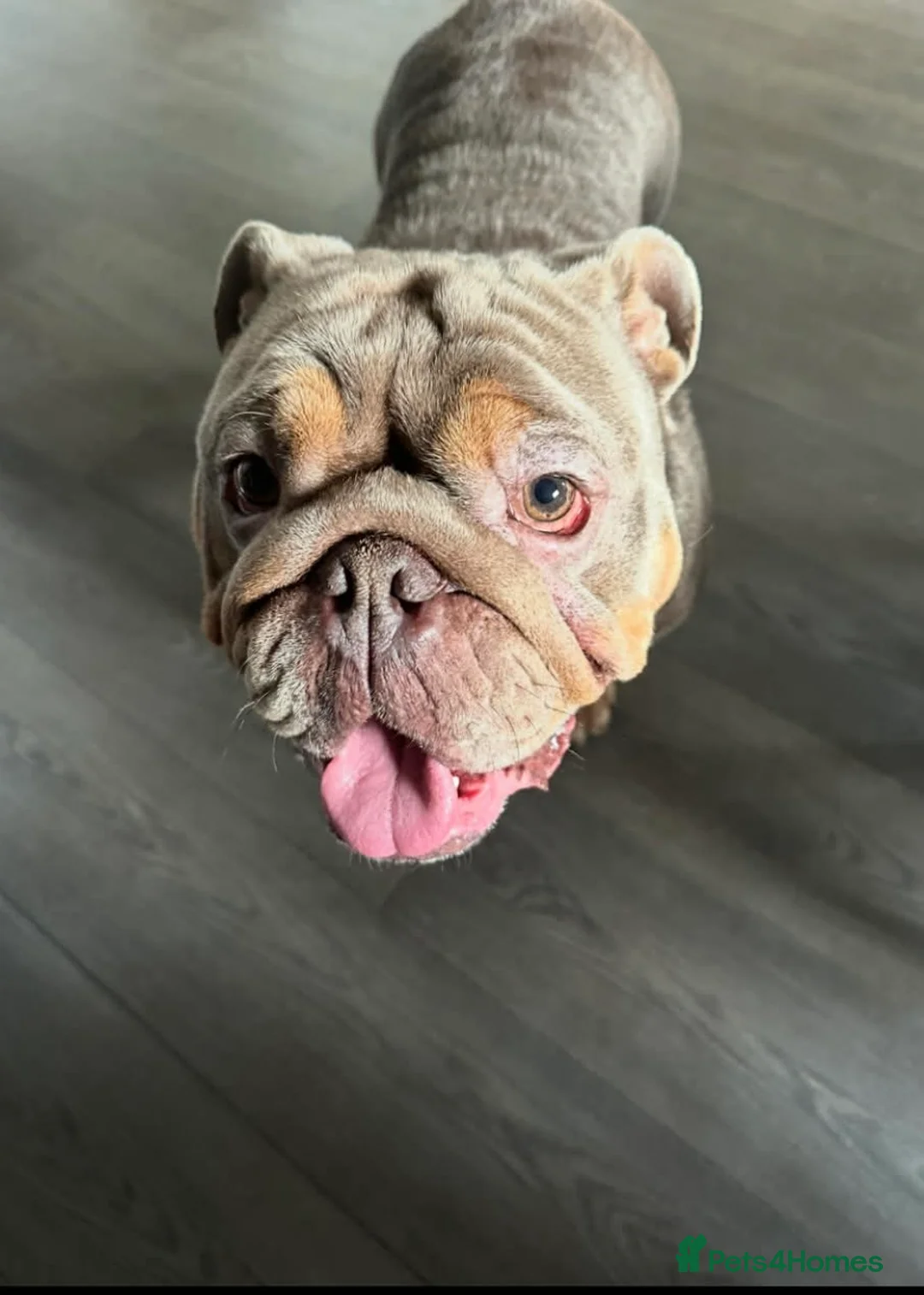 English Bulldog dogs for sale: English bulldog for sale  - Advert 2