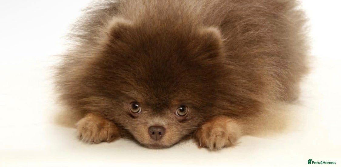 Pomeranian dogs TINY DNA Tested KC Reg Lilac & Tan Stud  - Advert 1