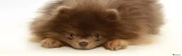 Pomeranian dogs for stud: TINY DNA Tested KC Reg Lilac & Tan Stud  - Advert 8