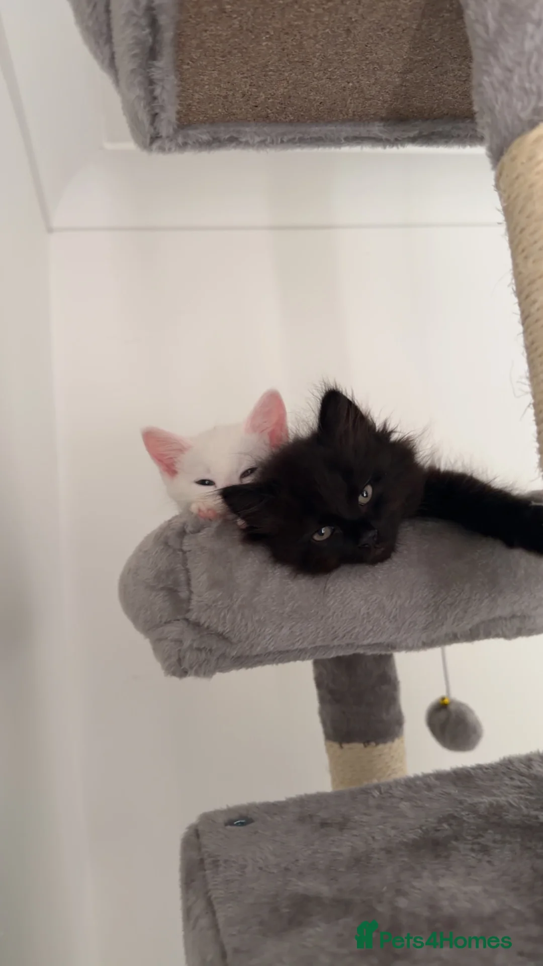 Mixed Breed cats for sale: Sweetest fluffy male  - Advert 2