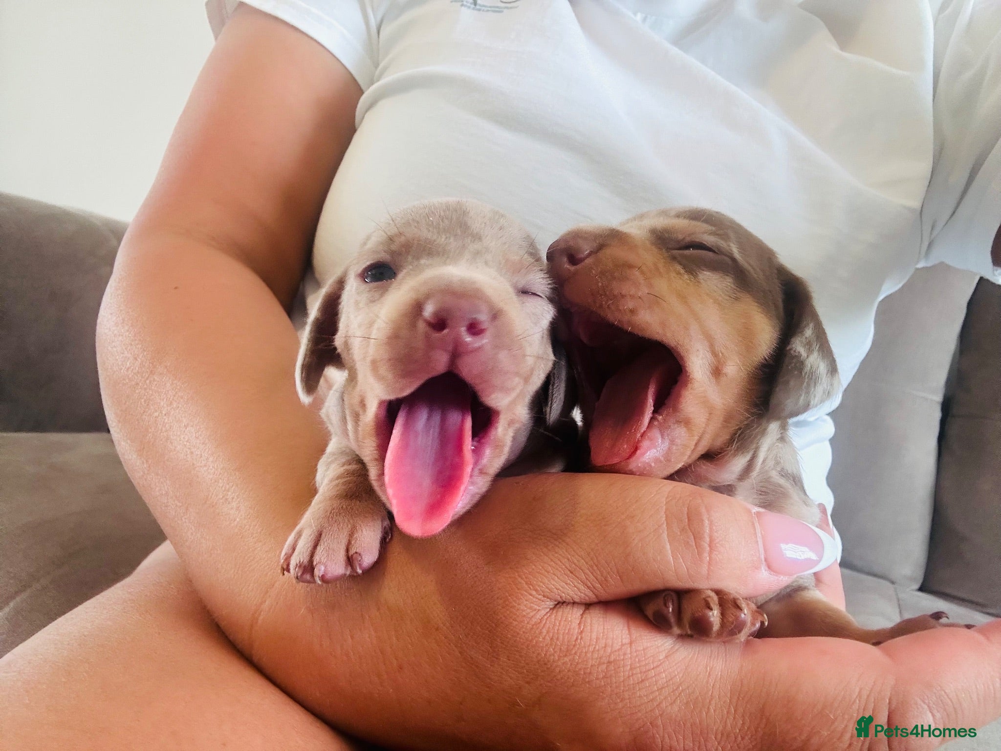 Dachshund dogs Boys boys boys 💙💙💙💙 - Advert 16