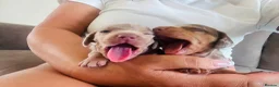 Dachshund dogs for sale: Boys boys boys 💙💙💙💙 - Advert 1