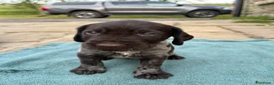 German Wirehaired Pointer Puppy 2