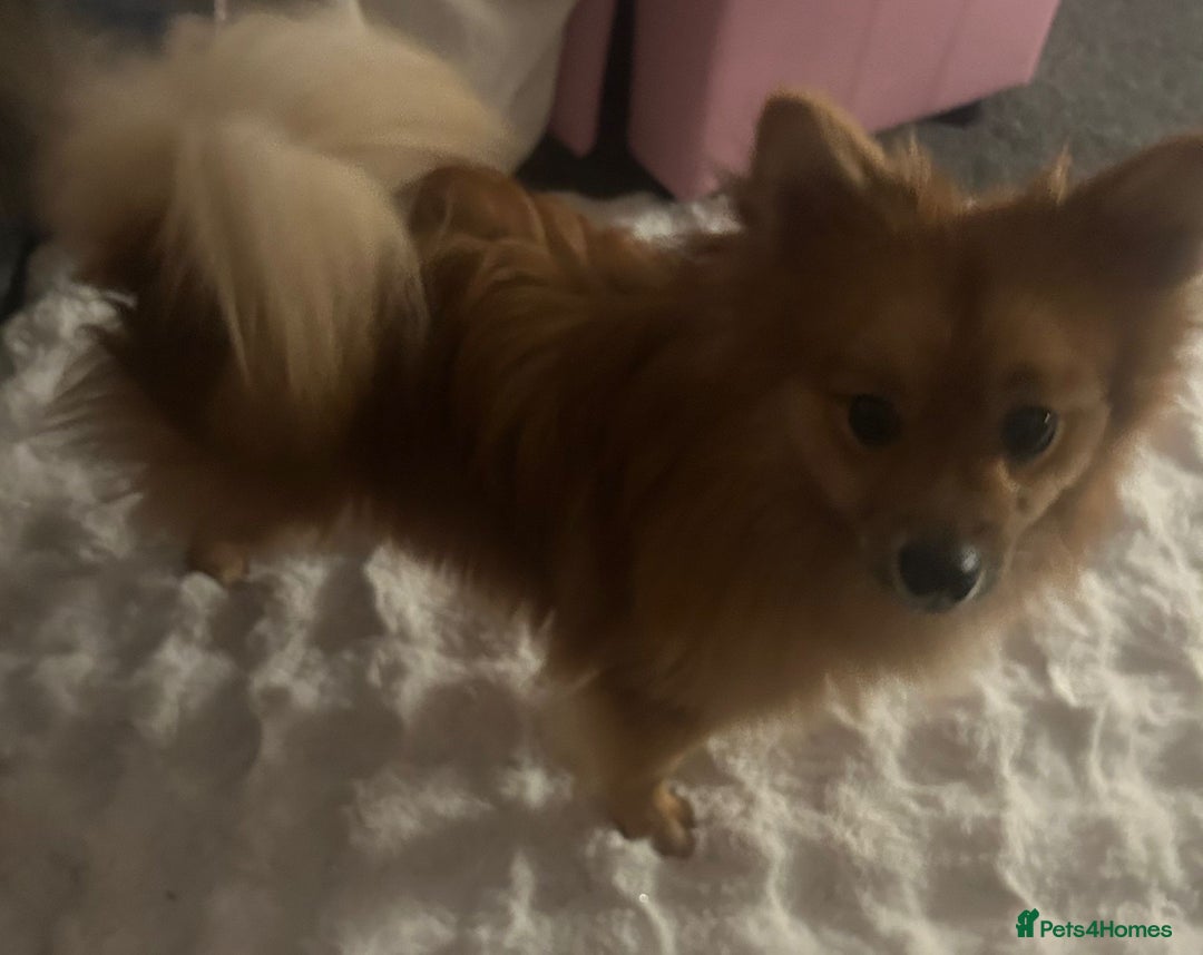 Pomeranian dogs for sale: Tanned Male Pomeranian puppy - Advert 2