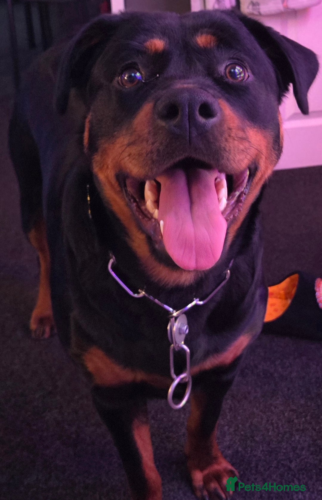 Rottweiler dogs for sale: Gorgeous trained rottweiler female available  - Advert 3