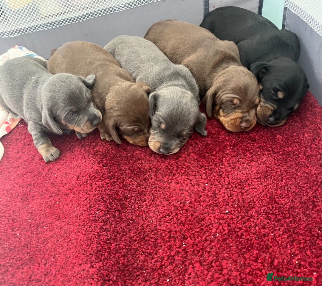 Miniature Dachshund dogs for sale: mini dachshund puppys❗️LAST BOY❗️ - Image 6